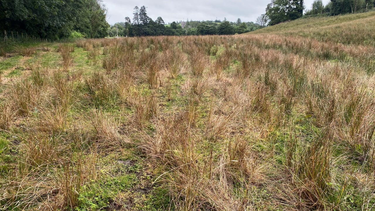 NI on-farm rush control event to discuss treatments