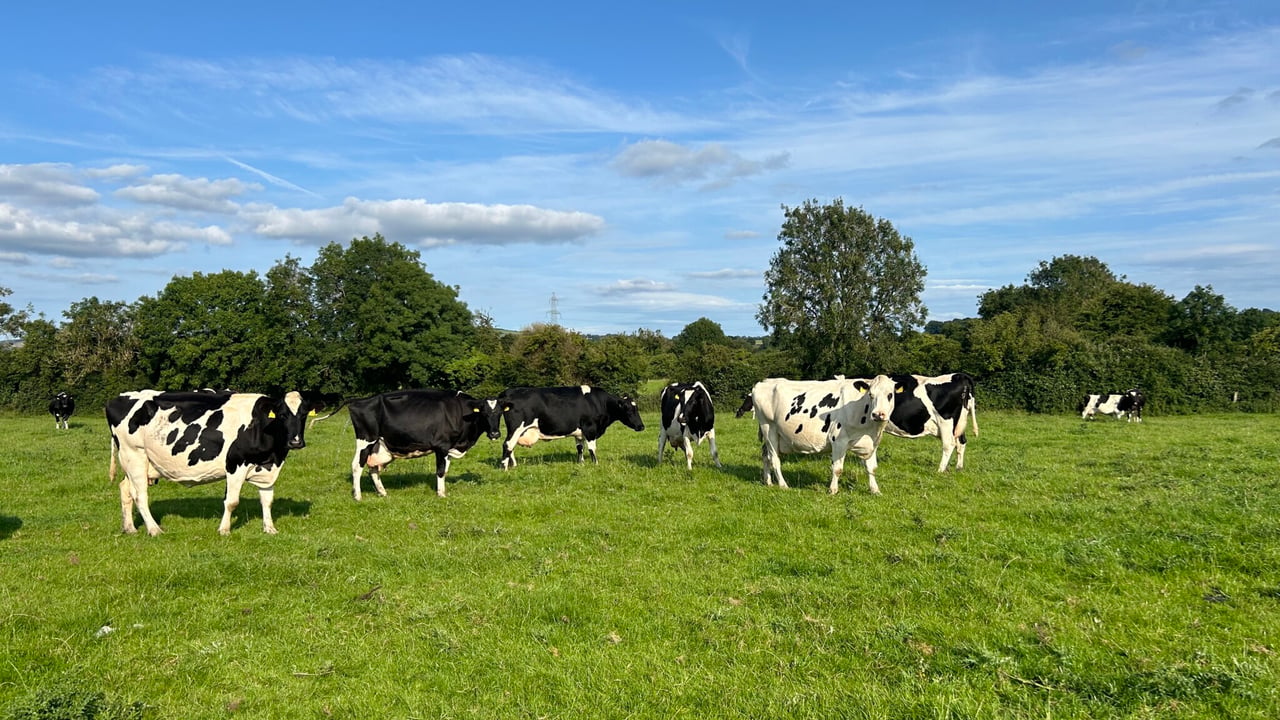 Maximising milk yield: To graze or not to graze