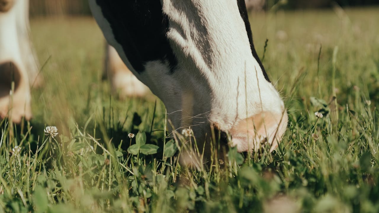 Bluetongue: DAERA warns NI farmers to source animals responsibly