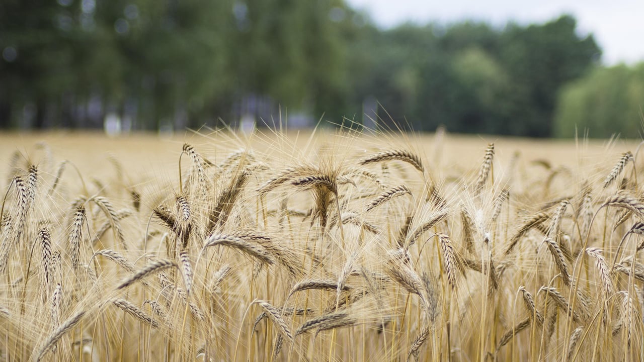 Cereal prices offset increase in global meat prices – FAO