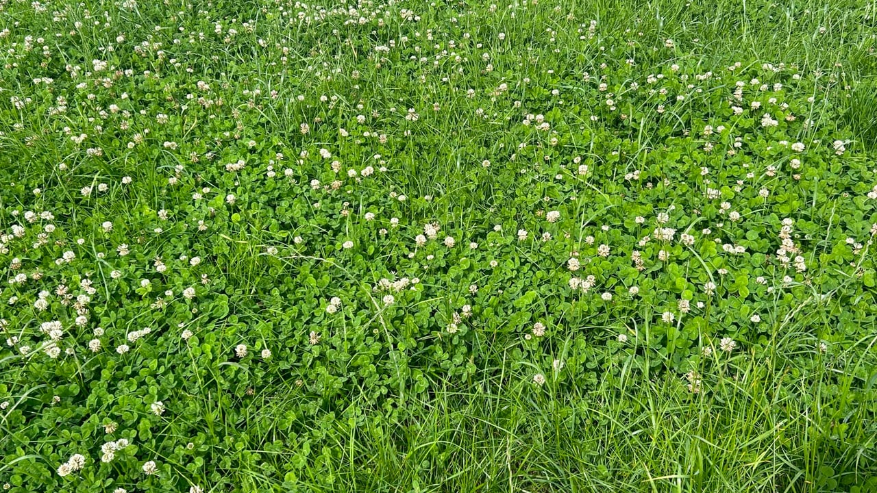 Managing your clover swards during autumn months