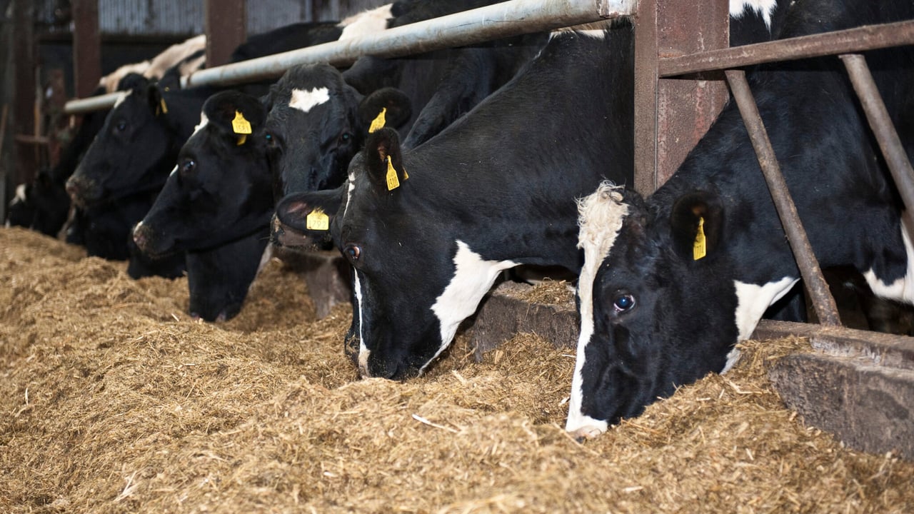 Autumn calving: Looking after the freshly calved cow