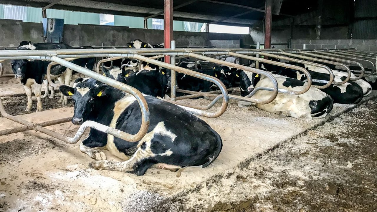 Dosing cows as they come in for the housing period