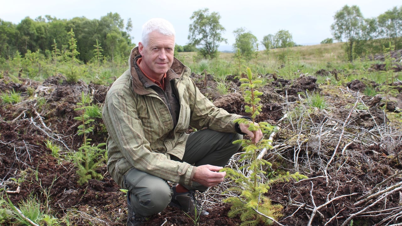 Ongoing conifer planting necessary for forestry sector
