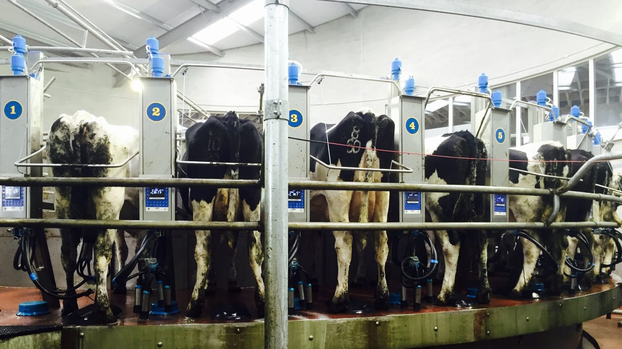 Dairy advice: Tail clipping and shaving udders before drying off