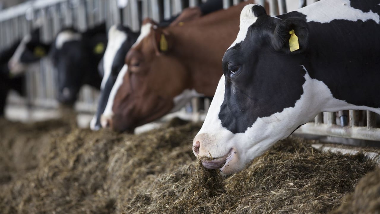 Dairy advice: Time to move on cull cows before housing