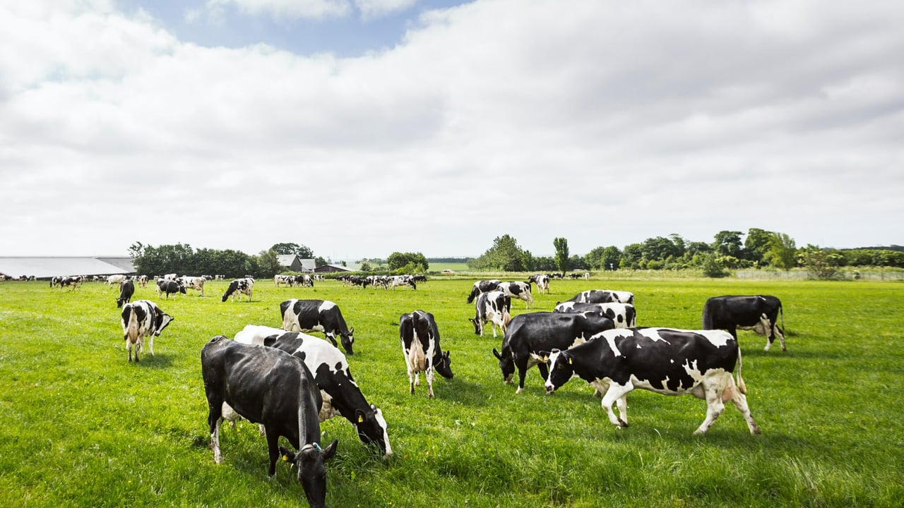 Seeing out the end of lactation for spring calving cows on a high