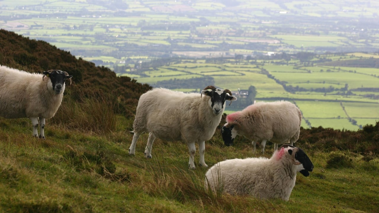 Liver fluke season expected to be ‘longer’ this year