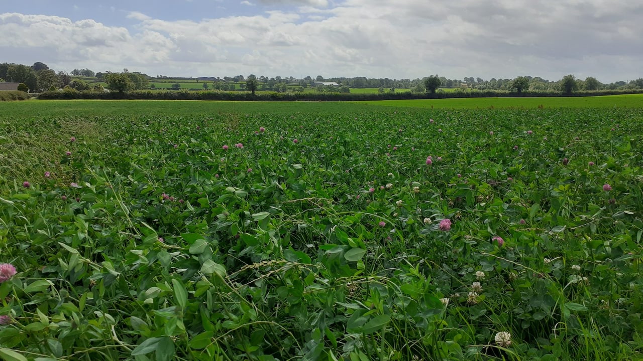 CAFRE farms: A look at clover & grazing management in 2024