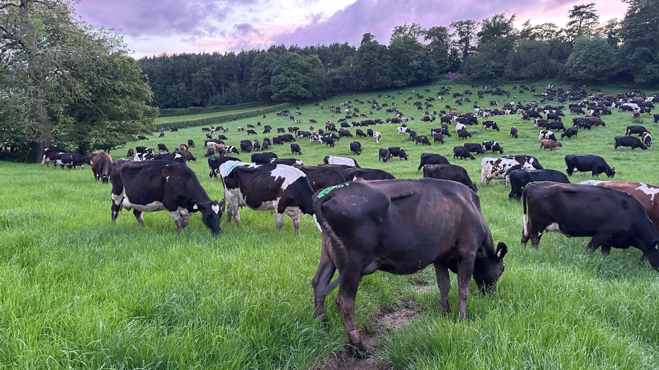 Dairy Focus: 1,500-cow operation in Shrewsbury