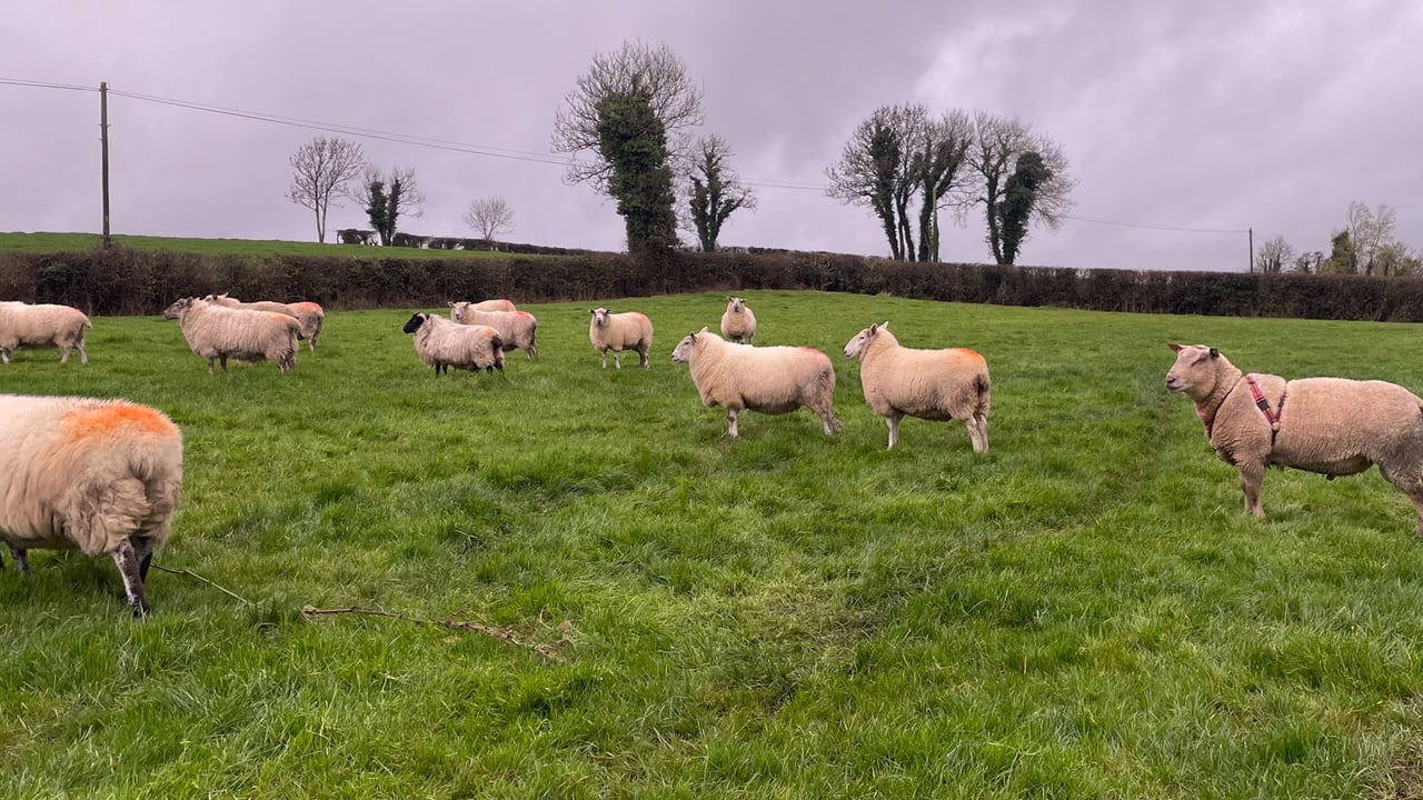 Advice on using raddle effectively when breeding sheep