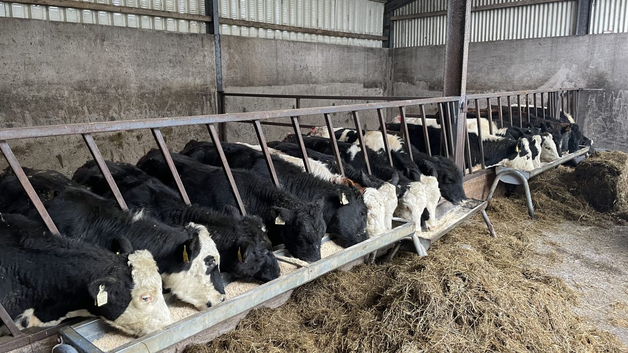 Reminder: 5 main parasites to keep under control in cattle