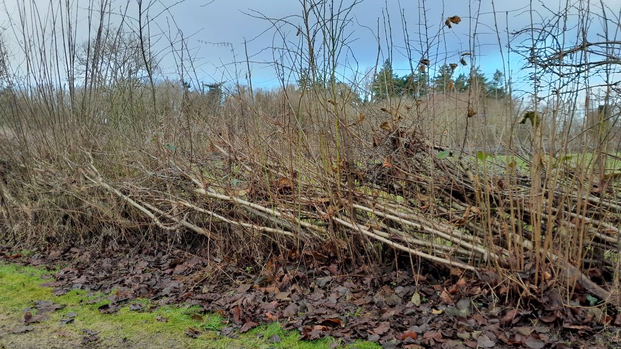 Hedge-laying courses to take place at Greenmount