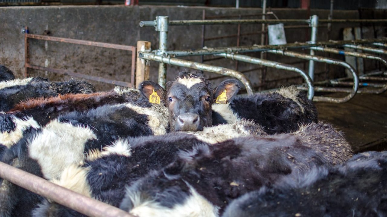 Has heifer mastitis been an issue on your farm?
