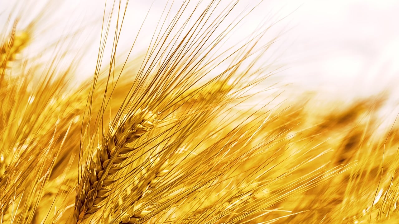 Projected supply and demand estimates for 2024/2025 UK cereals