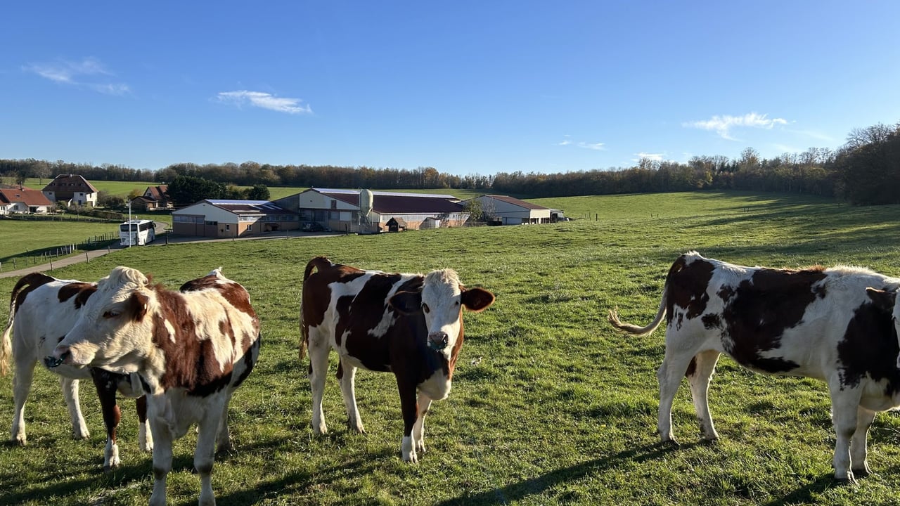 Dairy Focus: High protein % for cheese production on French farm
