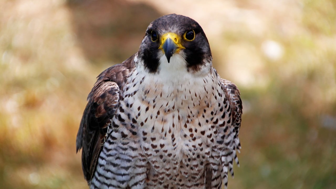 PSNI confirm bird of prey was poisoned in Co. Armagh