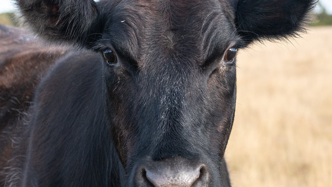 ABP: Tyrone site to continue to ‘receive and process cattle’
