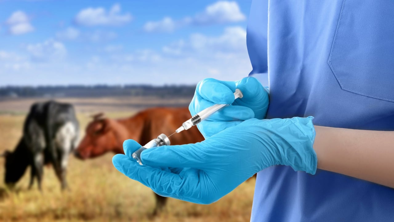 New effort to tackle NI veterinary nurses shortage