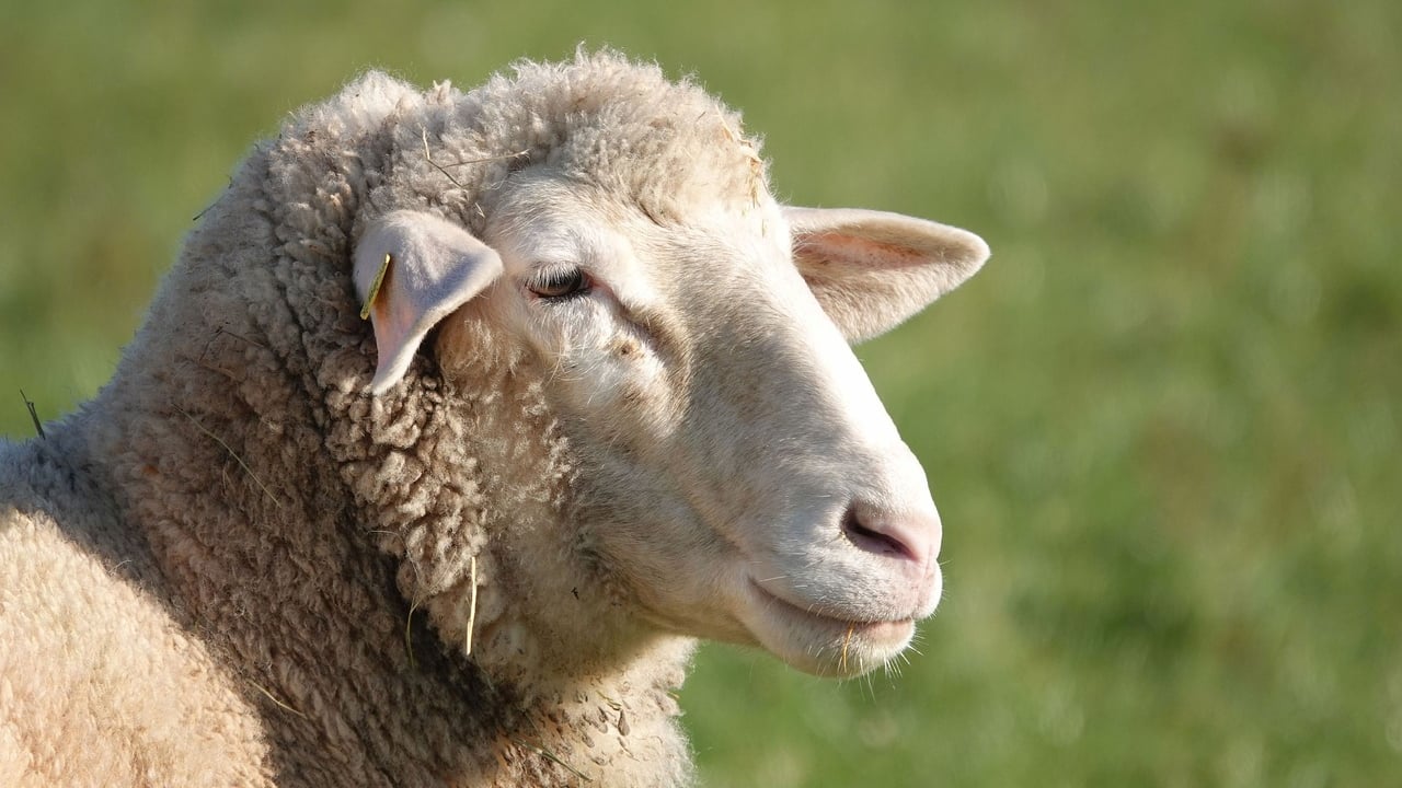 New law to tackle livestock worrying moves forward
