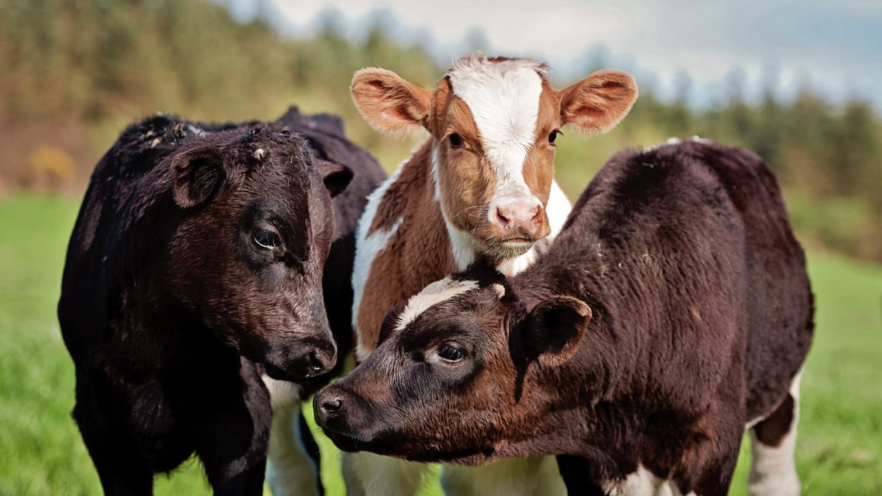 Breeding goals: ‘There’s no point breeding a 12,000L cow if she’ll not last’