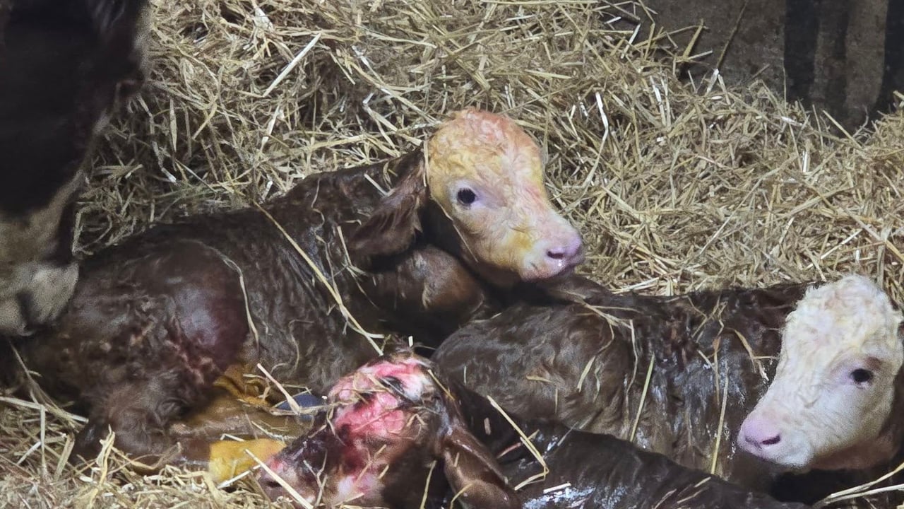 Birth of Charolais triplets comes as surprise to farmer