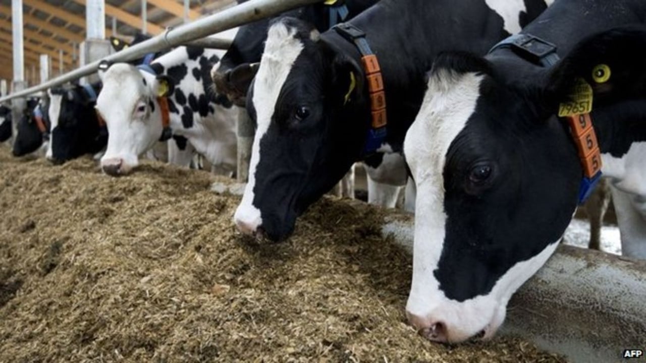 Pioneering vet backed by Brian May to speak at NI TB conference