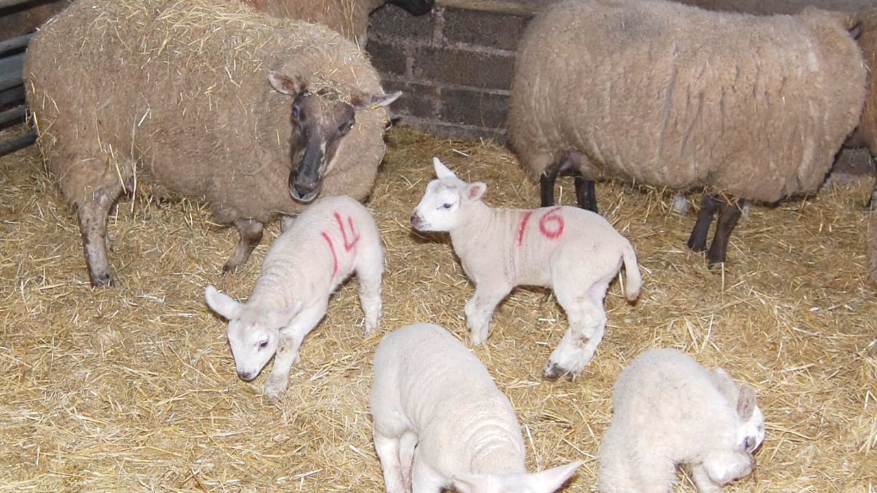 Genetics research to improve ewe longevity