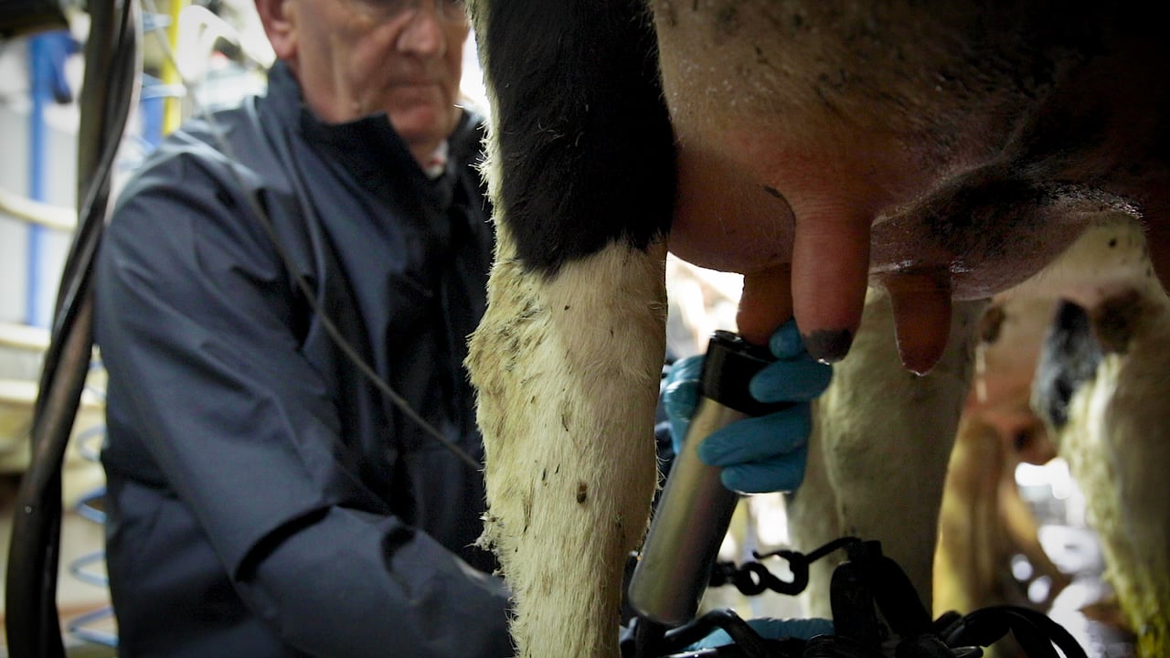 Milk composition a ‘lost opportunity’ for NI’s dairy sector
