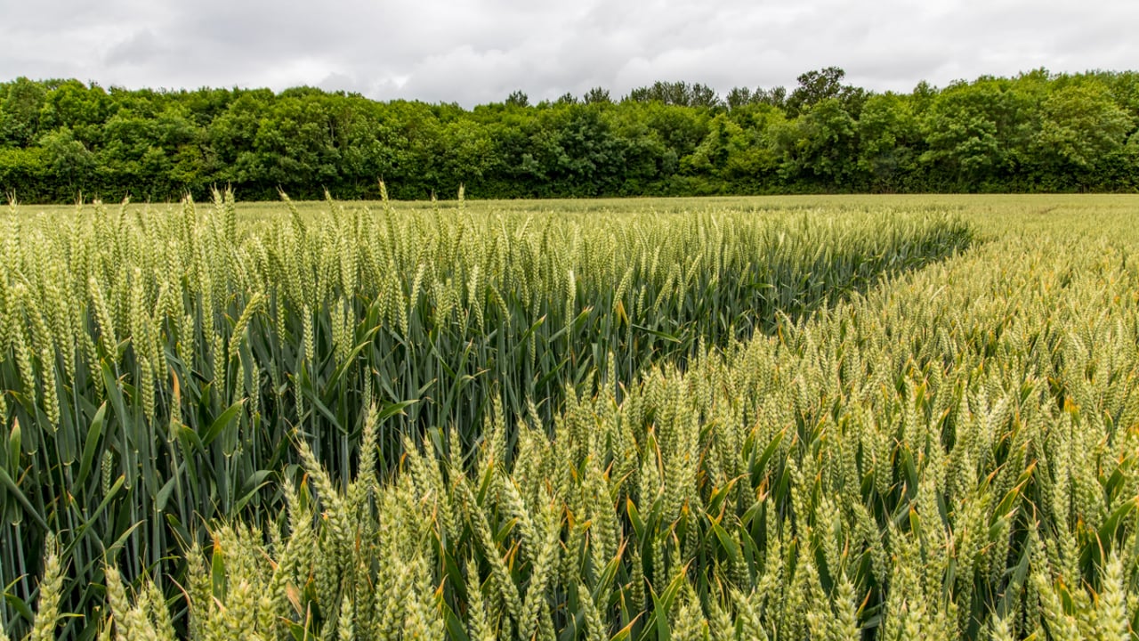 Harvest update: ‘It’s been a bloody awful harvest weather wise’