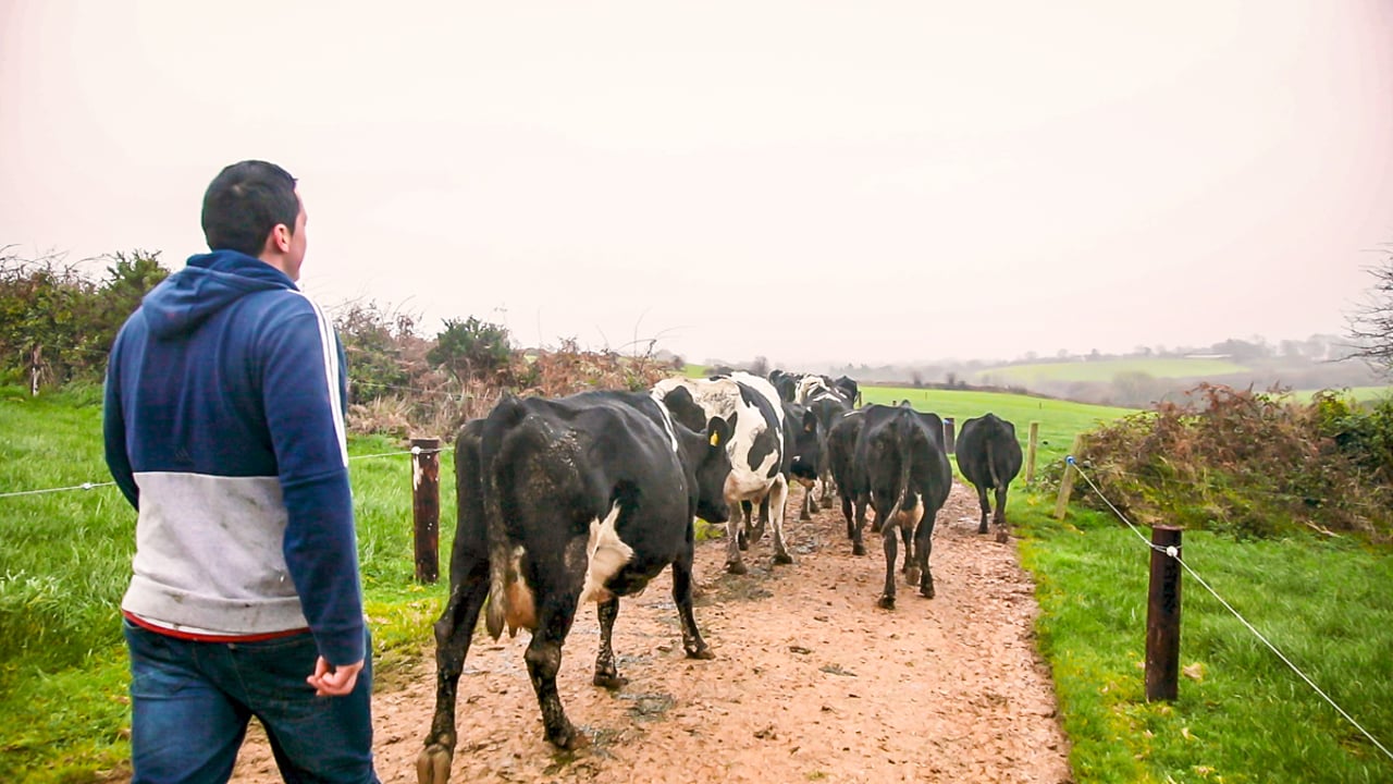 Initiative calls on dairy farmers to help shape a sustainable industry