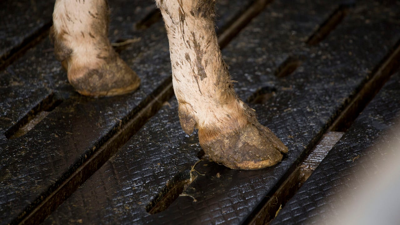 29 cattle stolen in weekend farm raid
