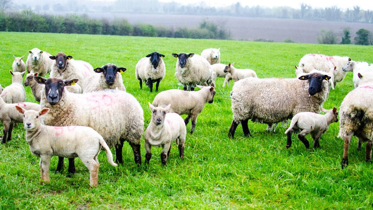 Farmers urged to vaccinate for clostridial infections