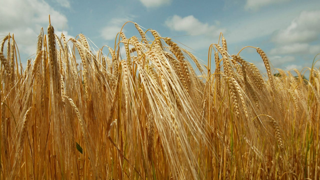 Spanish market ‘may demand more barley imports after dry season’
