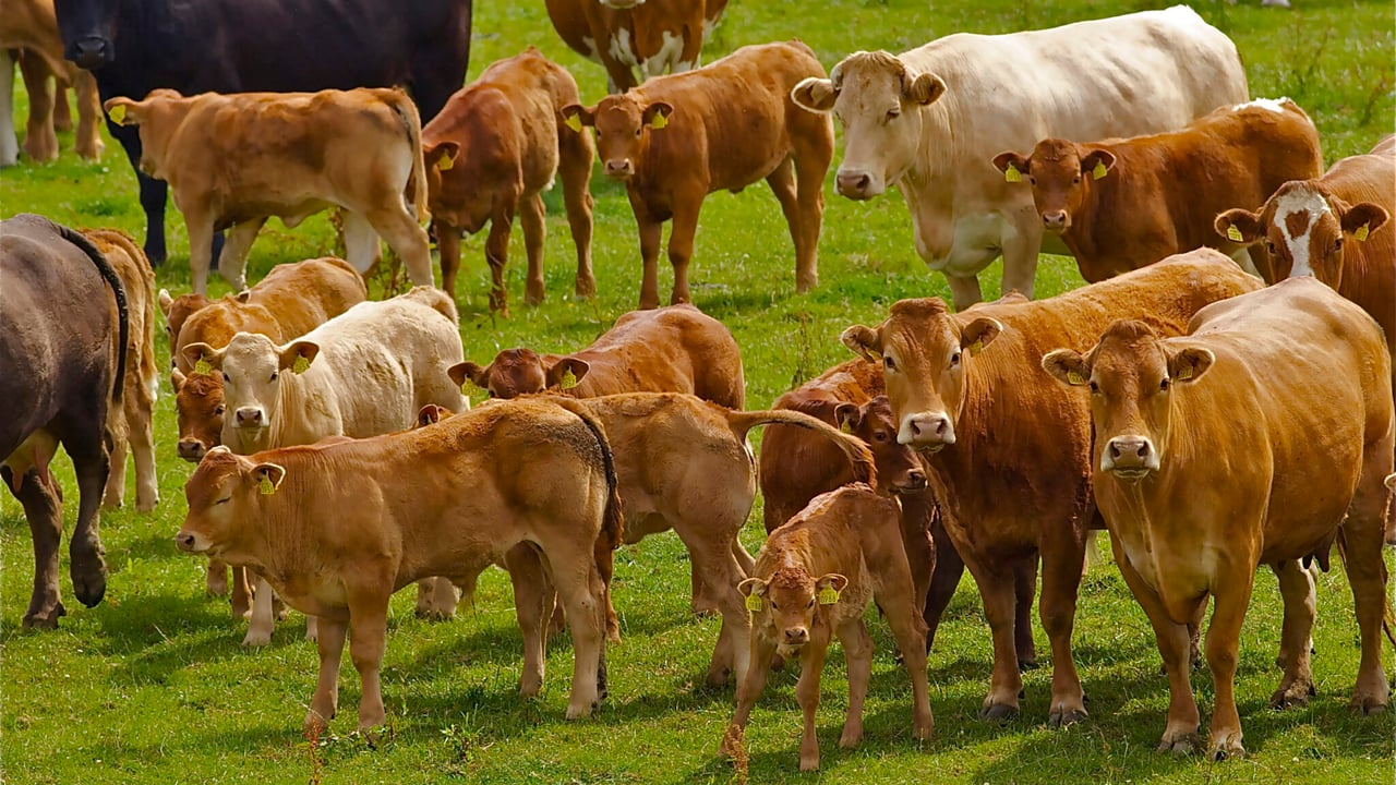 NFUS warns falling livestock prices threaten Scottish production