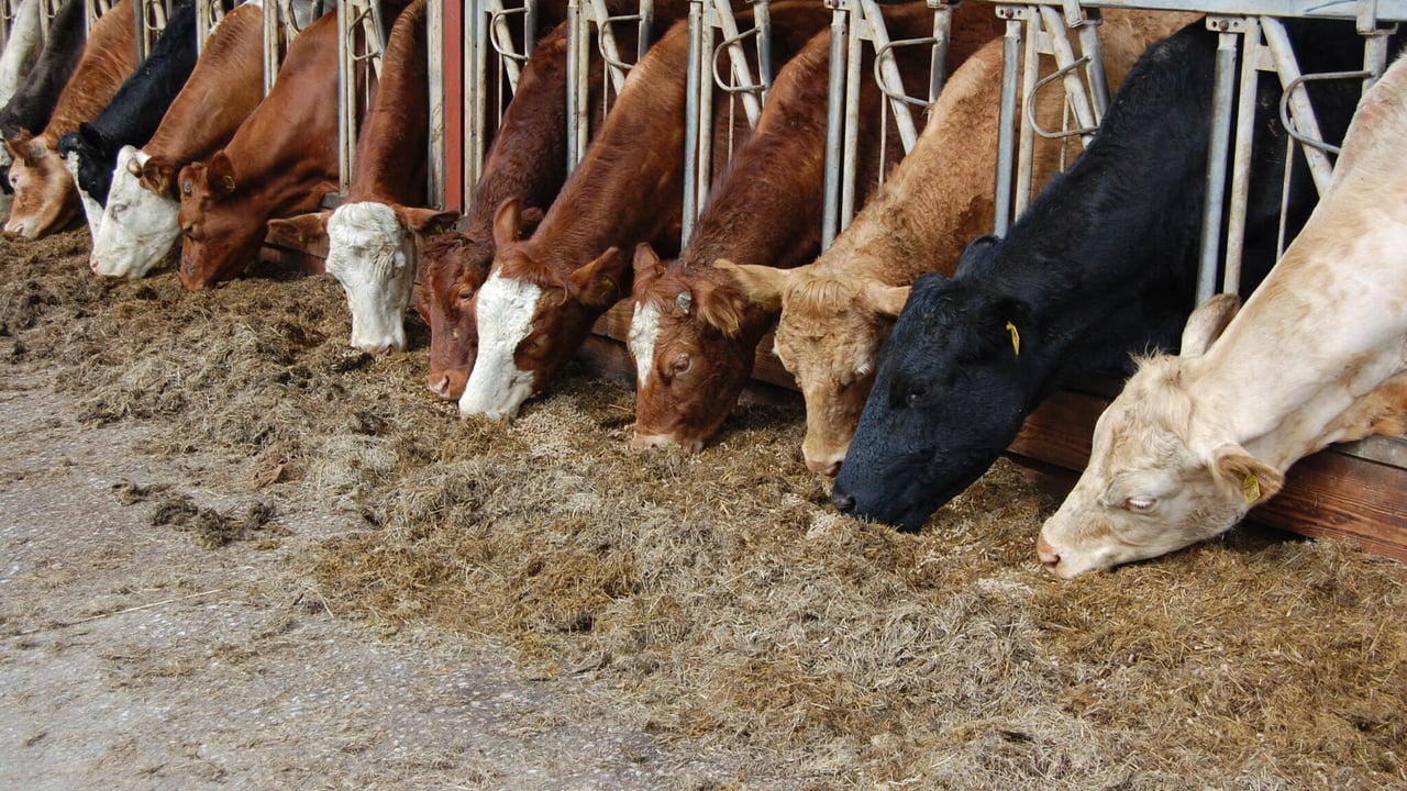 Northern beef farmers warned many face big losses under new CAP