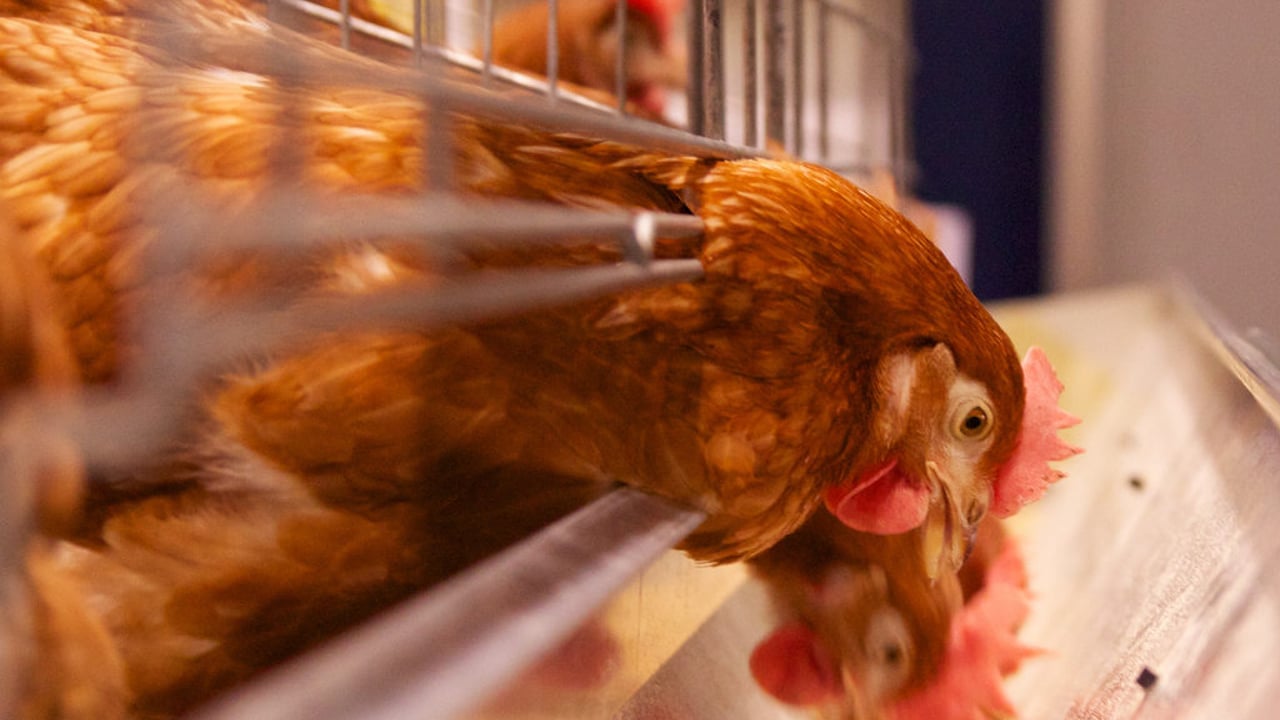 Major poultry conference to take place in Co. Tyrone