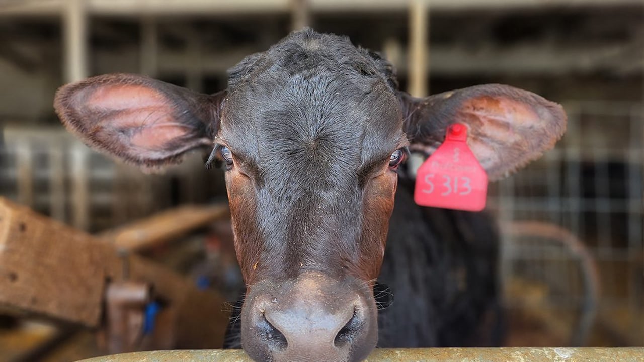 New study shows crossbred calves recover faster from disease