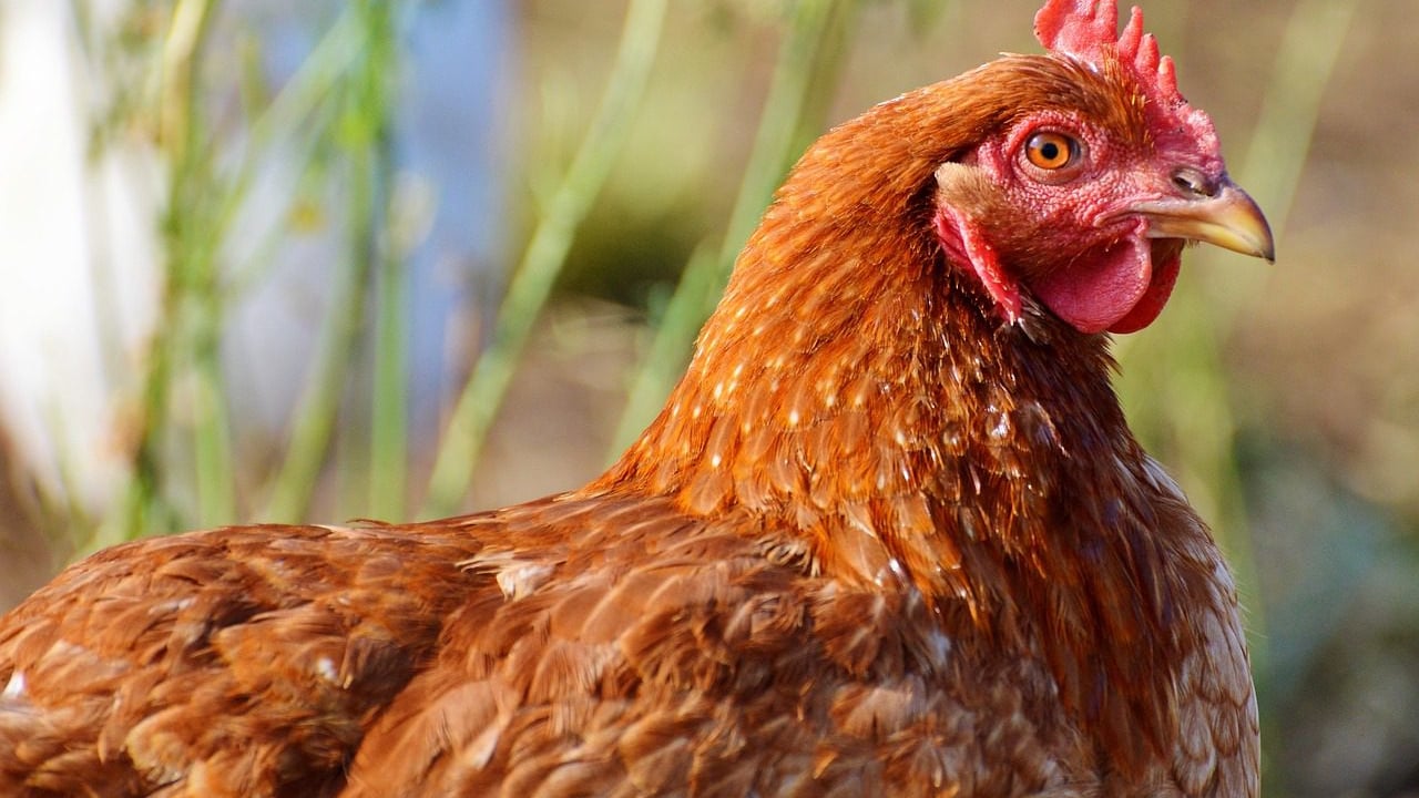 Newcastle Disease confirmed in Belgium: What you need to know