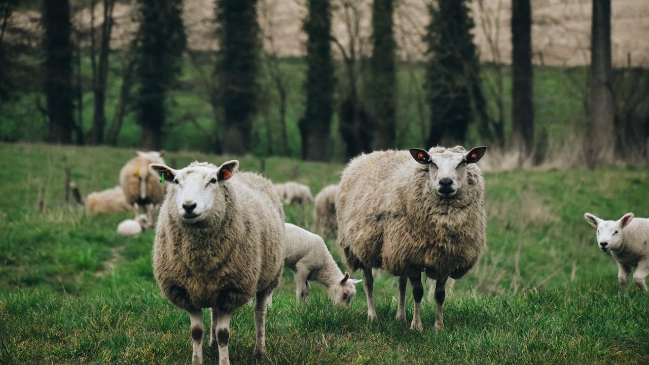 Cost of dog attacks on NI livestock increases by nearly 50%