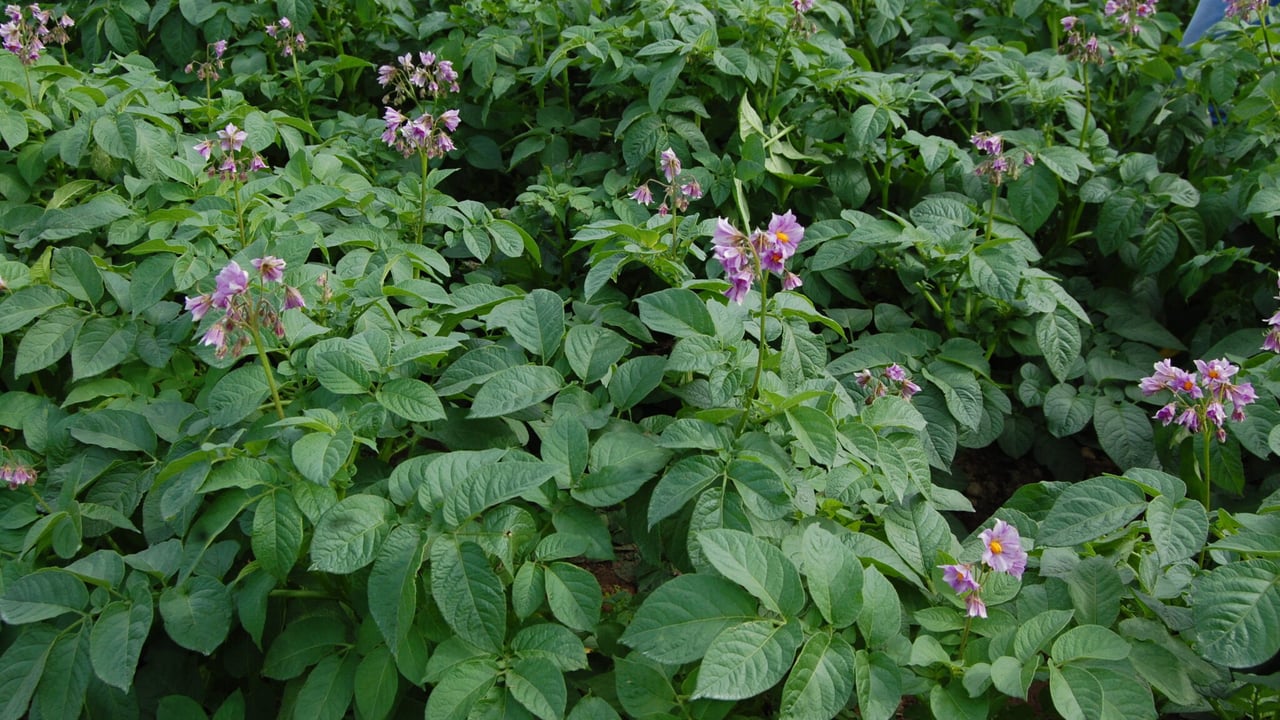 British potato seed produces strong yields in Kenyan trials