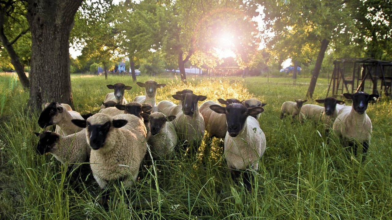 NSA kicks off sheep worrying awareness week