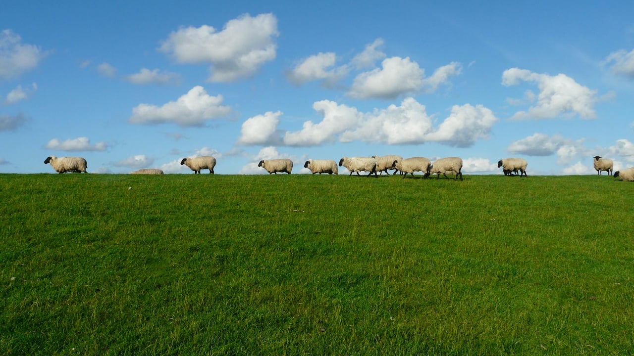 AHDB: UK sheep meat production set to rise by 2%