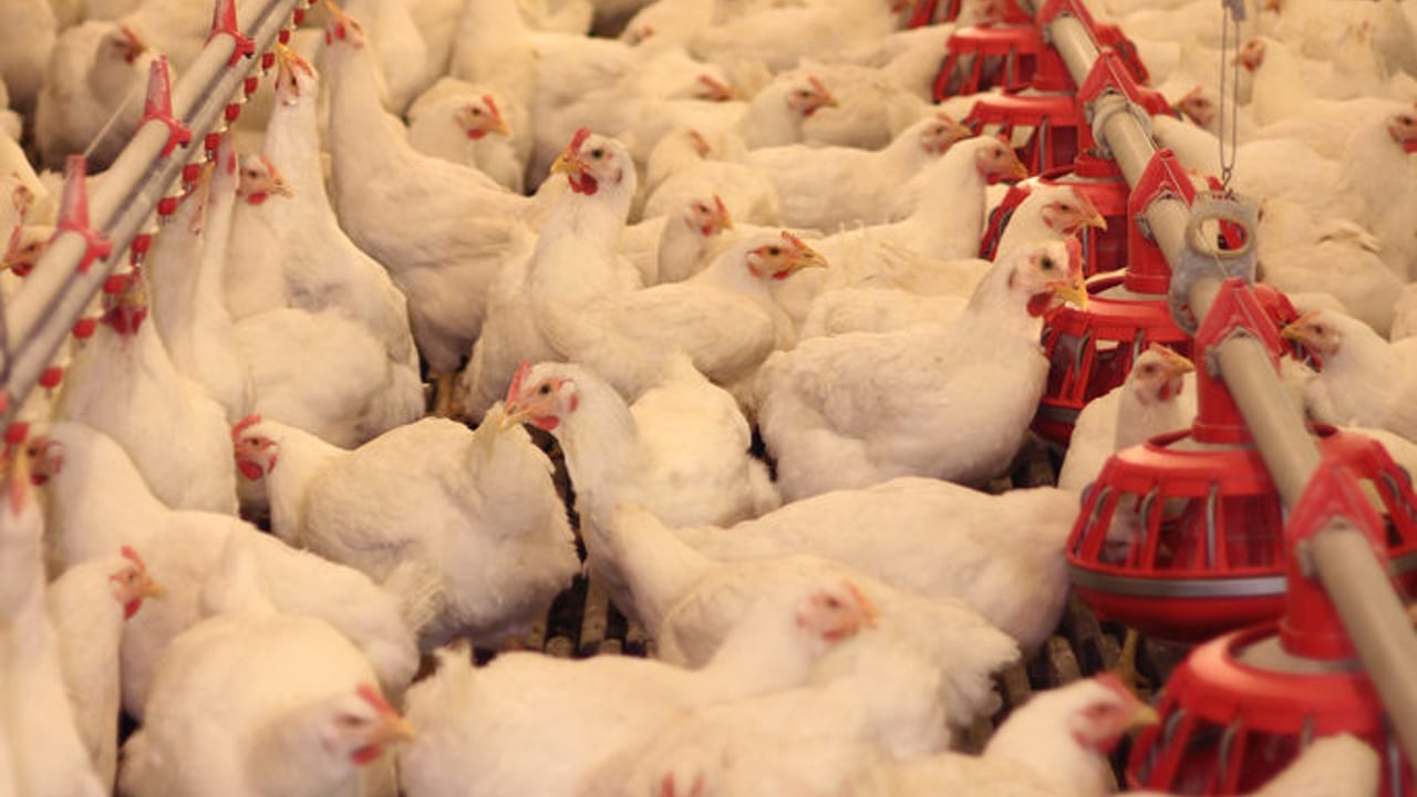 Northern Ireland a hotspot for poultry mega farms