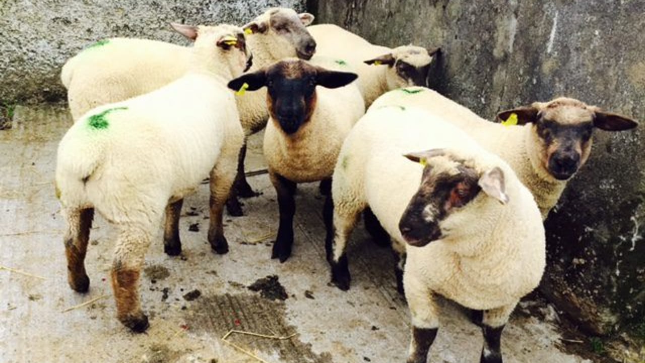 UFU voices concerns over mislabelling of red meat