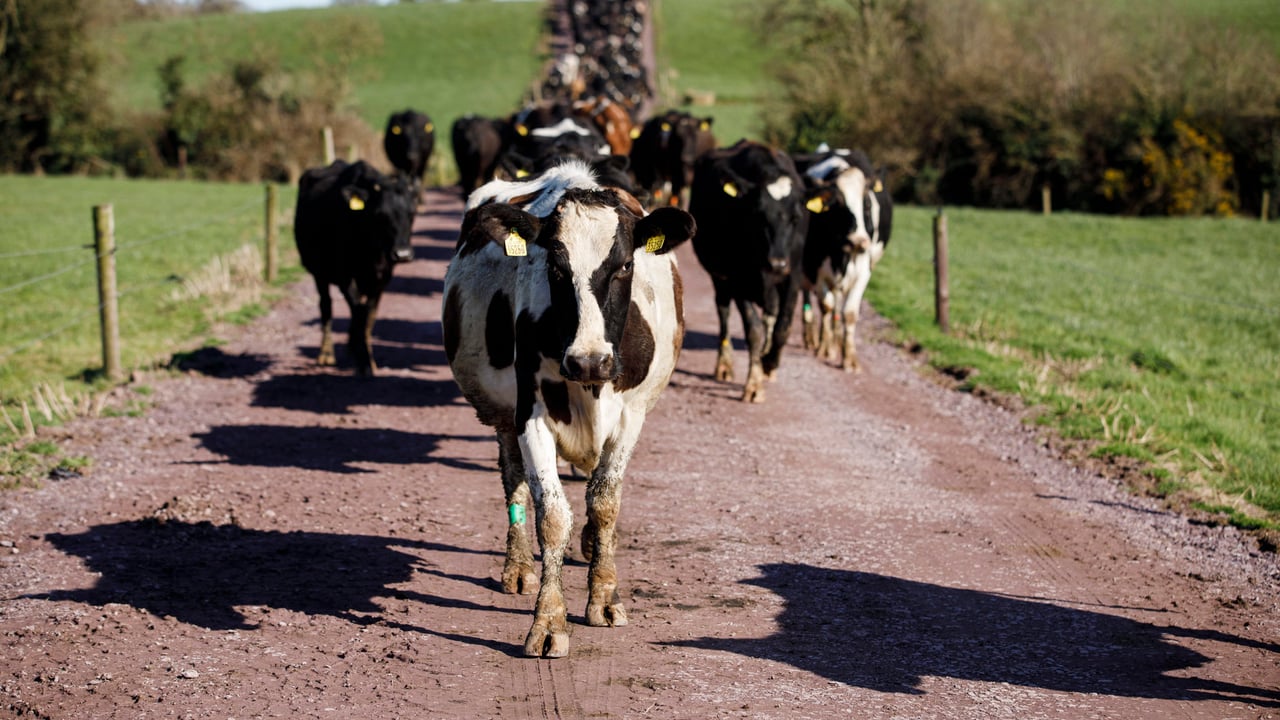 Mitigating the risk of heifer lameness this spring