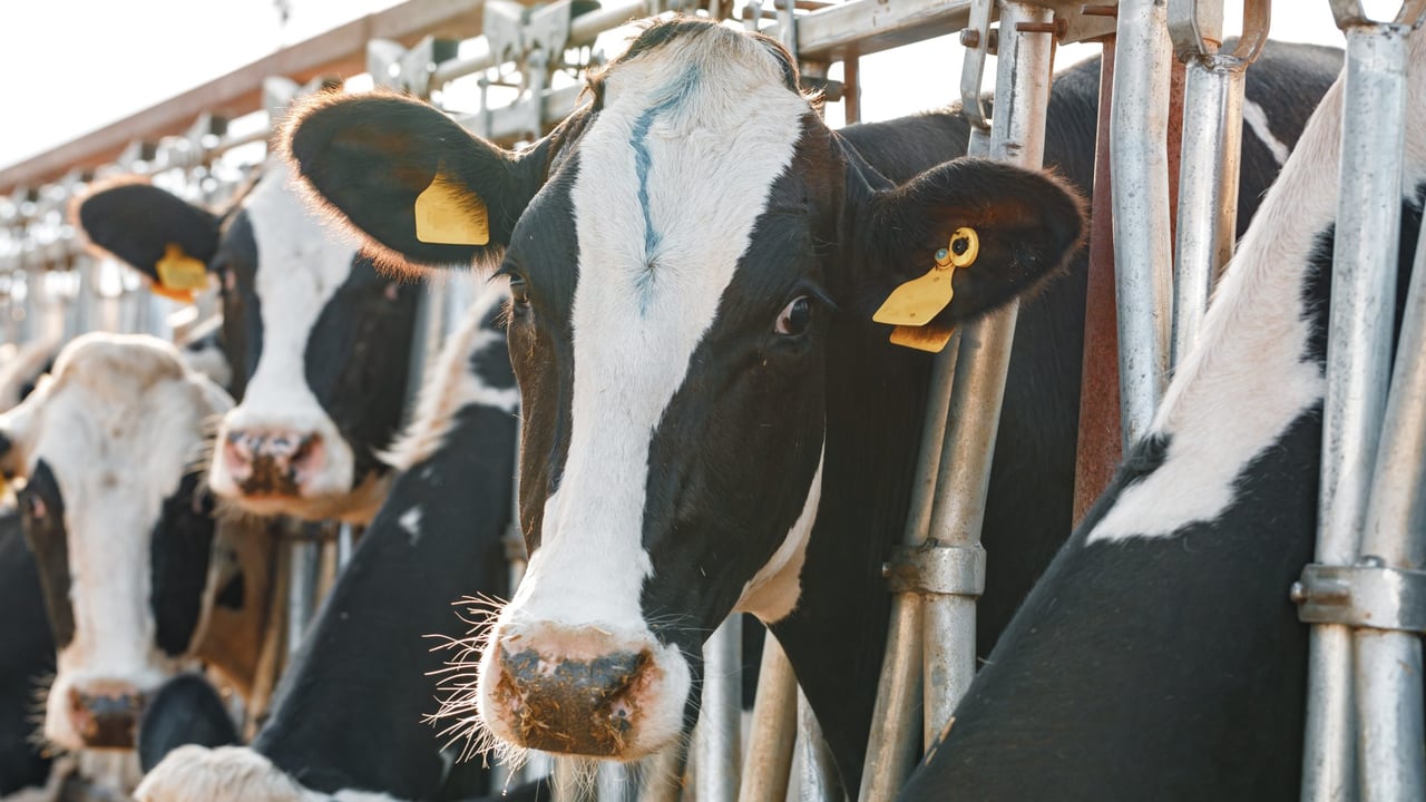 BVD positive retention rate falls considerably – AHWNI