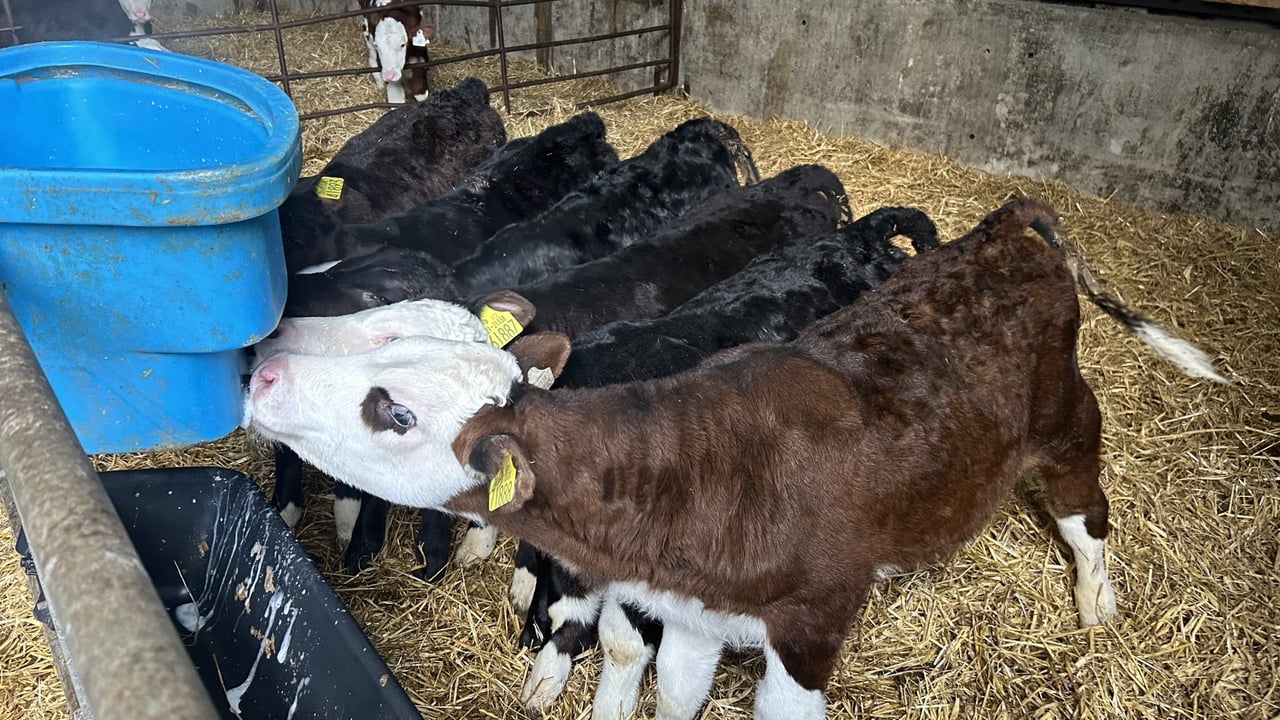 Ensuring the successful gradual weaning of calves