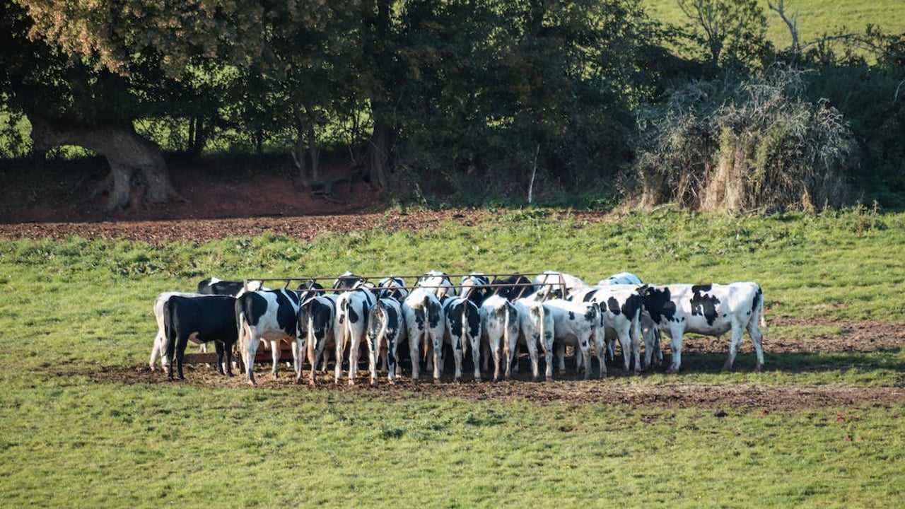 UFU disappointed no ‘additional funding’ for TB in draft NI budget