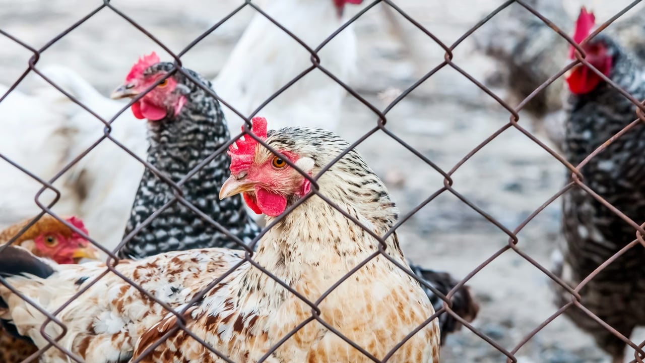Egg sector housing needs a ‘planning system that works’ – NFU